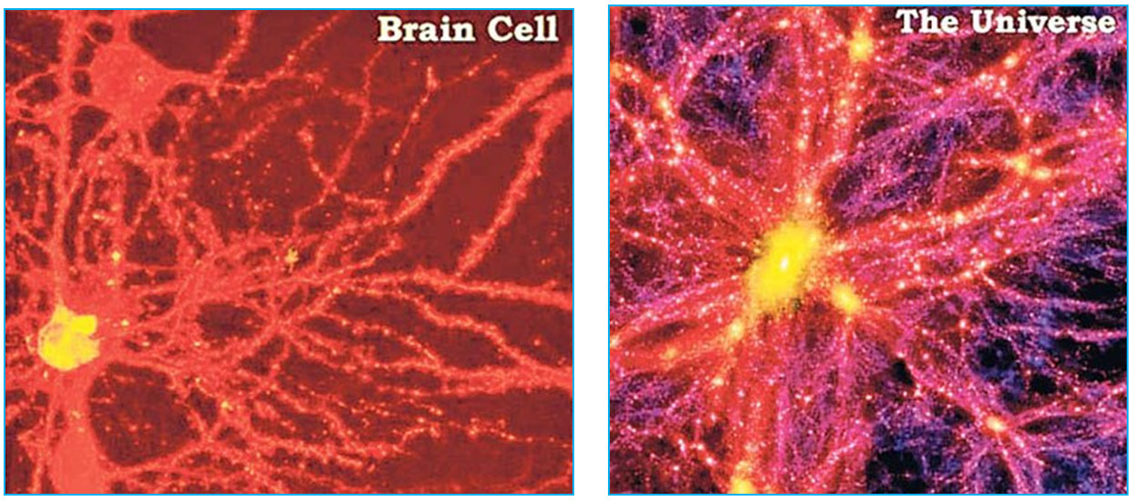 Side-by-side pictures of brain cells and a cosmic web of galaxies.