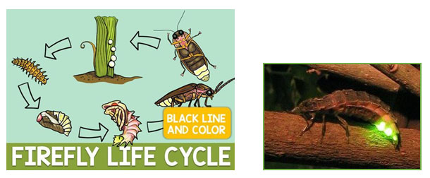 Firefly Lifecycle